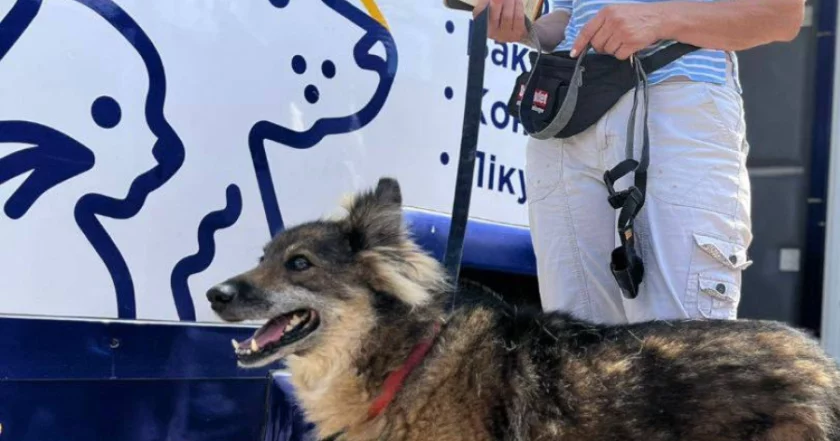 UAnimals i BlaBlaCar запустили віртуальні квитки для евакуації тварин із зони бойових дій