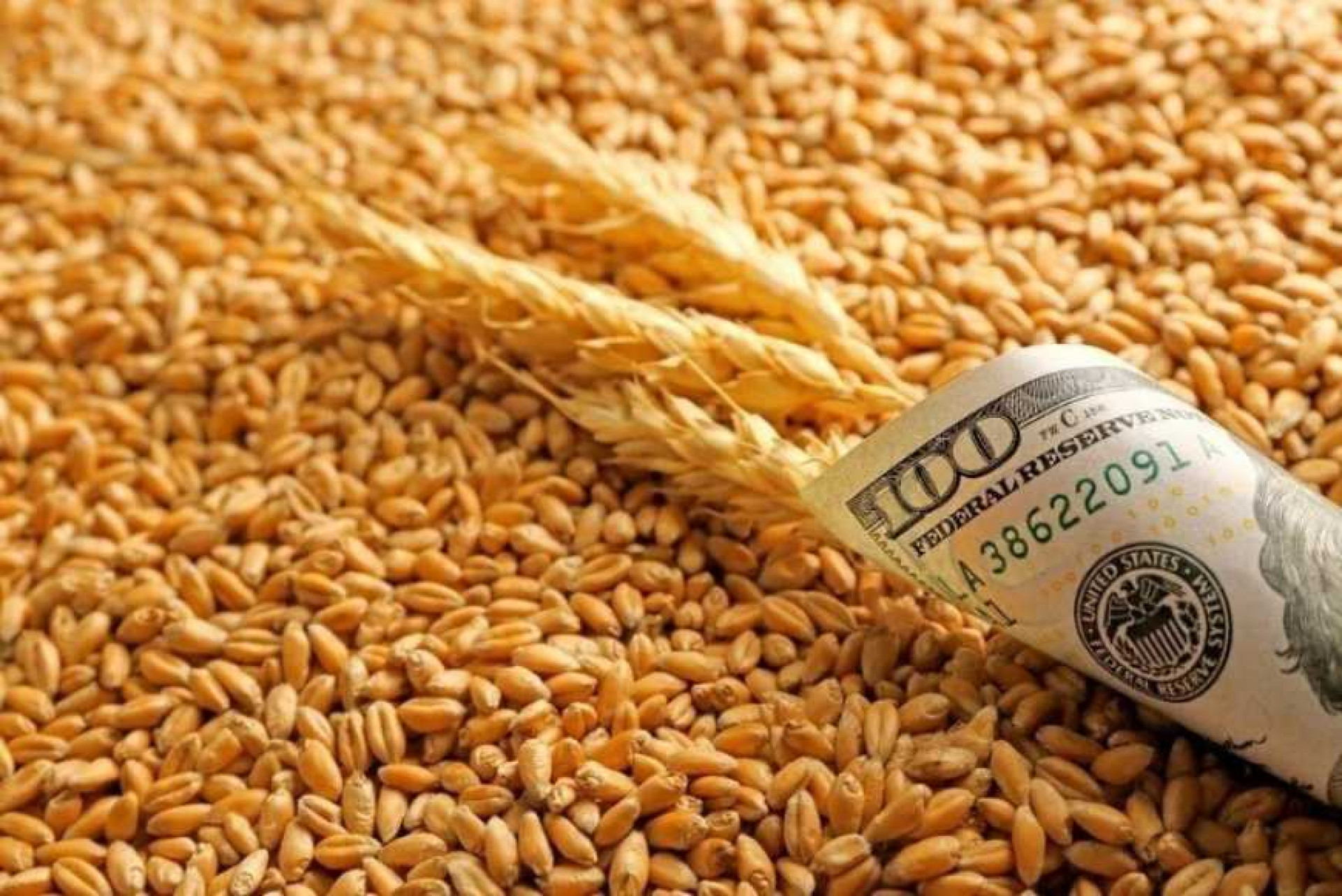 Українські фермери можуть отримати кошти на закупівлю насіння зернових