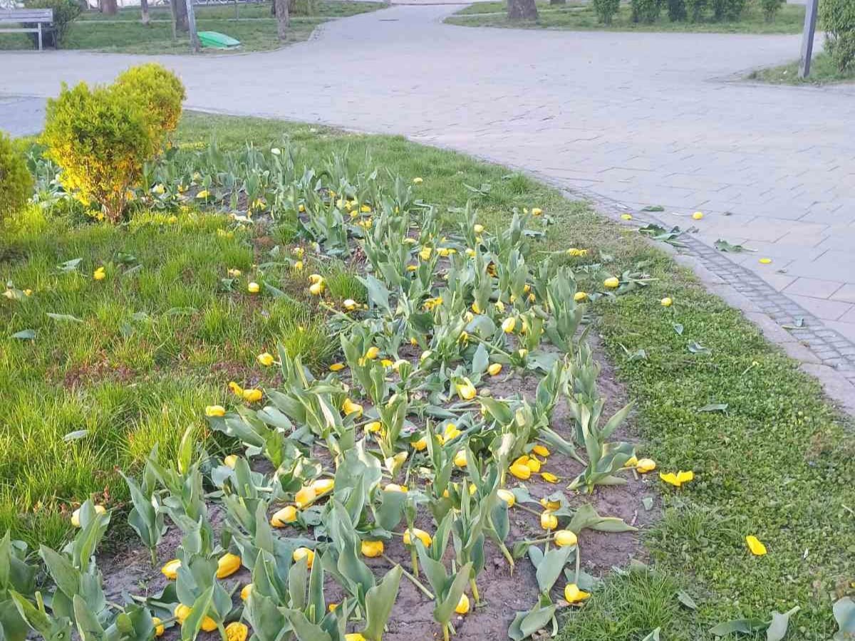 У Києві невідомі знищили тюльпанові клумби в кількох районах міста